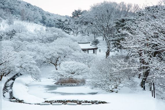 전남도가 오랜 세월 보존돼 남도의 역사가 깃든 '으뜸숲' 12곳을 월별·계절별로 선정했다. 사진은 1월 으뜸숲으로 선정된 담양 명옥헌 원림 설경. 사진=전남도 제공