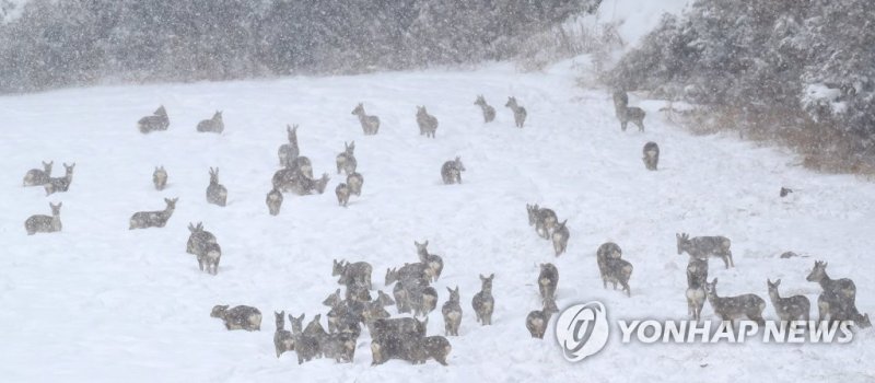 제주 중산간 설원의 노루떼 제주 중산간 설원의 노루떼 (제주=연합뉴스) 박지호 기자 = 나흘째 폭설과 한파가 몰아친 6일 오후 제주 서귀포시 표선면 가시리의 한 목장에 노루들이 떼 지어 들어가 눈밭을 뛰놀고 있다. 2018.2.6 jihopark@yna.co.kr (끝)