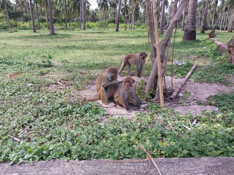 나트랑 몽키아일랜드에서 만난 원숭이들. 사진=이환주 기자