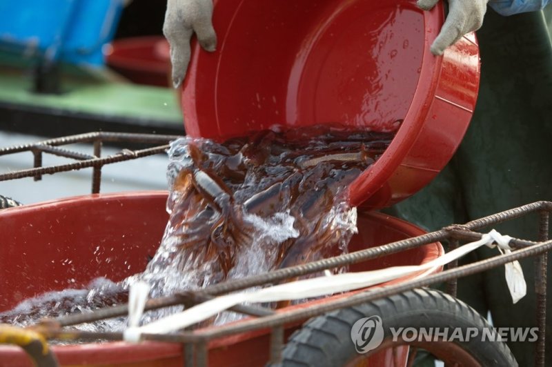 맛보기 힘든 오징어 (출처=연합뉴스)