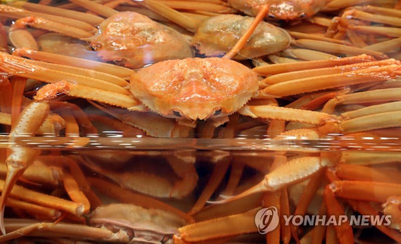 붉은대게 (출처=연합뉴스)