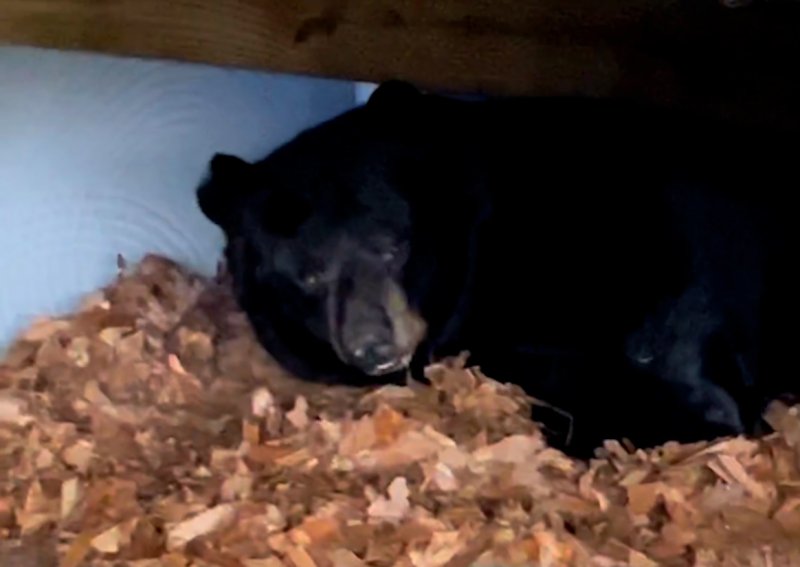지난 1일(현지시간) 미국 코네티컷주의 한 가정집 수영장 데크 아래서 잠을 자다 발견된 흑곰. 출처: 인스타그램 marty.the.bear *재판매 및 DB 금지 /사진=뉴시스