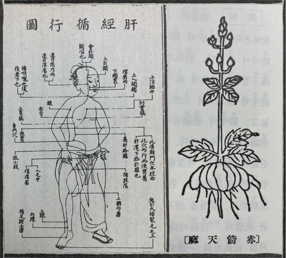 의종금감에 그려진 간경순행도(肝經循行圖, 왼쪽)과 본초강목에 그려진 천마(天麻).