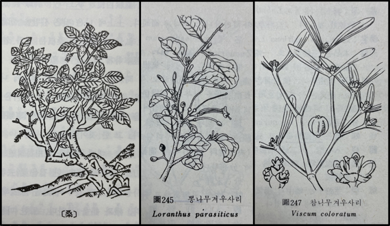 <본초강목>에 그려진 상(桑, 뽕나무)(왼쪽)와 <본초학>에 그려진 뽕나무겨우사리(상기생, 가운데)와 참나무겨우살이(곡기생).