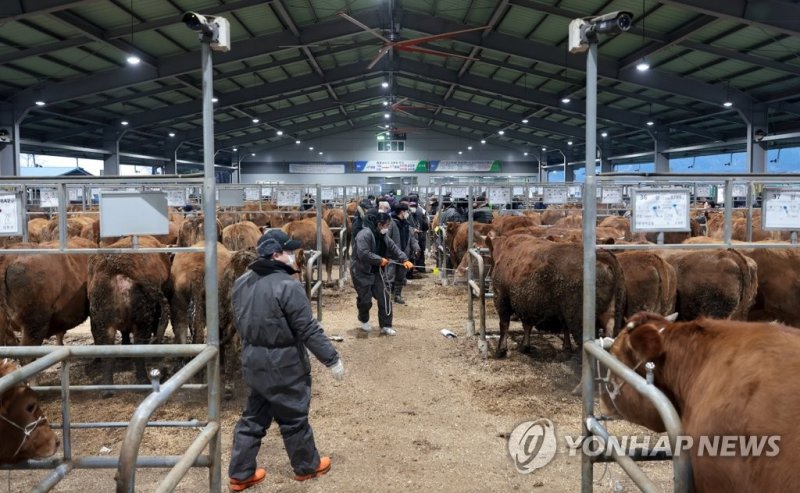 새해 첫 한우 경매로 분주한 공주가축시장 (공주=연합뉴스) 5일 아침 충남 공주시 월미동세종공주축협에서 세종공주축협 관계자들이 새해 첫 한우 경매를 준비하고 있다. 이날 공주가축시장에서는 송아지 432마리 등 총 544마리가 경매·거래됐다. 2022.1.5 [공주시 제공. 재판매 및 DB 금지] sw21@yna.co.kr (끝) /사진=연합뉴스