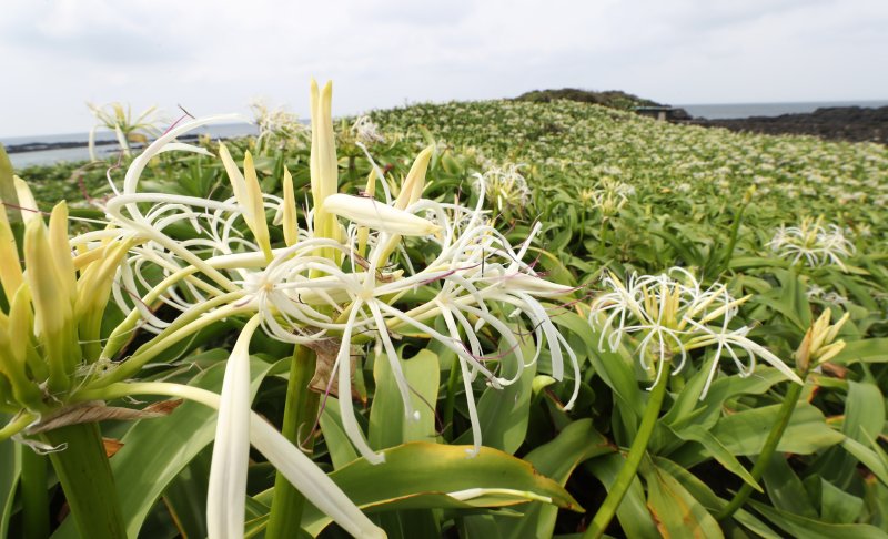 천연기념물 제19호 제주 토끼섬 문주란 자생지.(제주도의회 제공)
