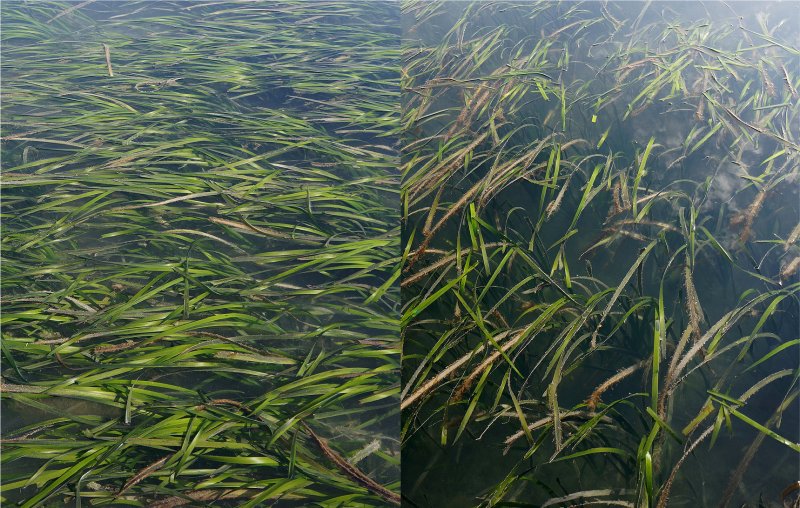 거머리말.(국토교통부 '대한민국 국가지도집' 갈무리)