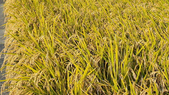 전남도는 지난 2020년부터 전남쌀 2만 6000여t을 공급하고 있는 BGF리테일에 2022년산 새청무쌀<사진> 1만 3000여t을 공급한다고 25일 밝혔다. 사진=전남도 제공