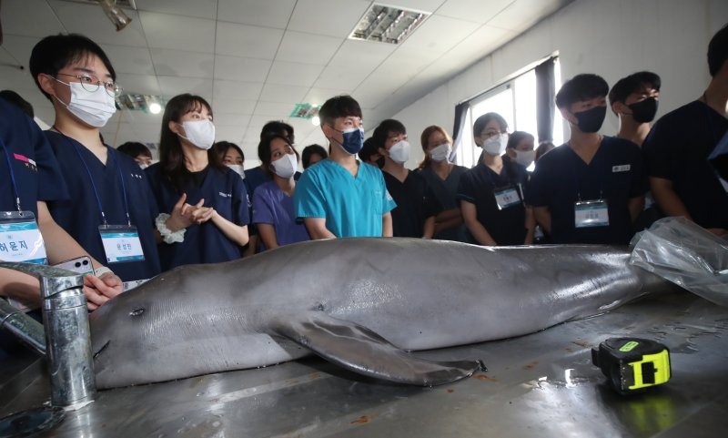 4년간 발견된 돌고래 135마리 사인은?…"혼획 가능성 높아"