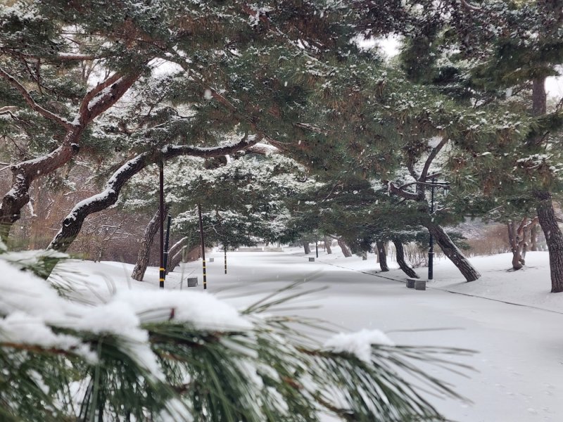 26일 새벽부터 눈이 내린 충남 아산 현충사 소나무 위에 하얀 눈이 소복이 쌓여 있다. ⓒ News1 이시우 기자