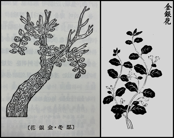 <본초강목>에 그려진 인동(忍冬), 금은화(金銀花)와 <야채박록>에 그려진 금은화(金銀花)