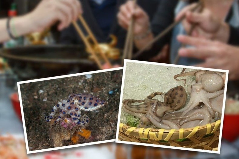 왼쪽이 푸른 고리 낙지, 오른쪽은 해물 전문점 식탁위에 올라온 낙지들 - 웨이보 갈무리