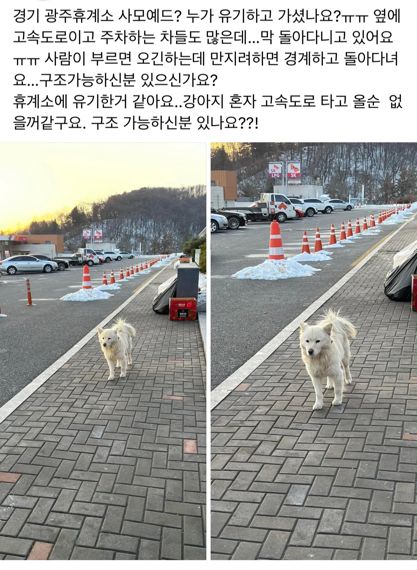 휴게소에 유기된 강아지.