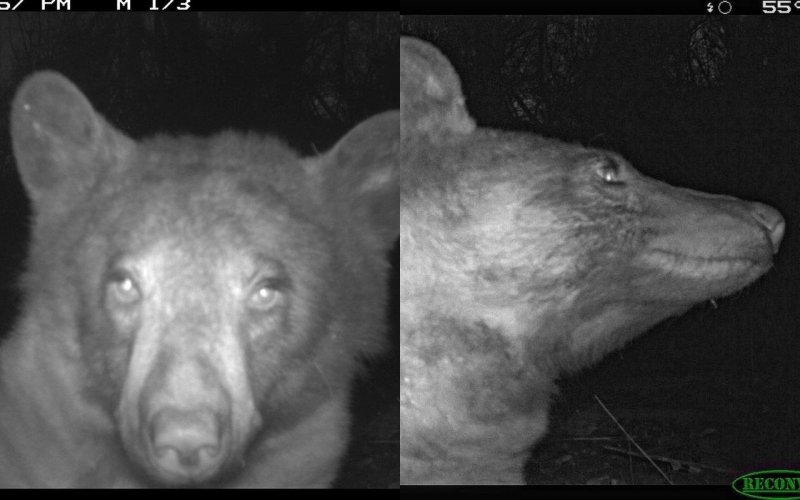 미국 콜로라도주 볼더의 볼더산간녹지공원 야생동물 관찰 카메라에서 수백장의 사진이 촬영된 흑곰의 모습. 미국 콜로라도주 볼더산간녹지공원 트위터