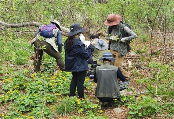 국립백두대간수목원 관계자들이 백두대간 지리산 권역에서 동의나물 종자를 수집하는 모습.