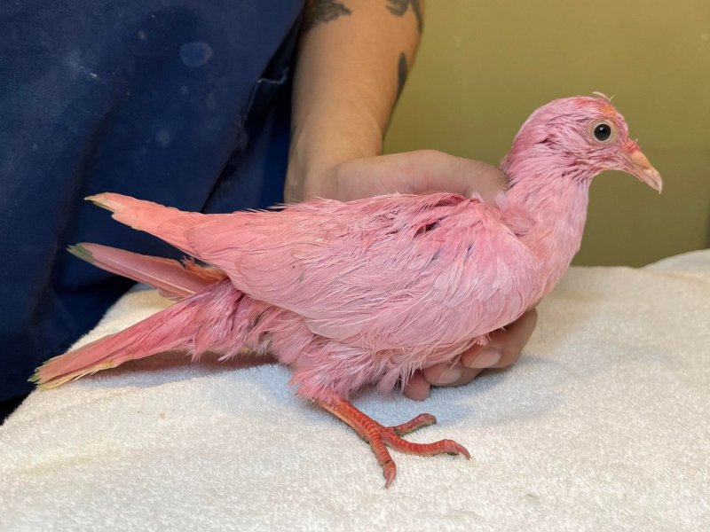 뉴욕서 발견된 '핑크 비둘기'..알고 보니 ㅉㅉㅉ