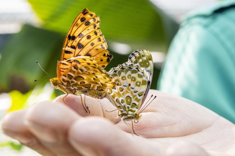 경기도 용인 에버랜드 내에 있는 '라이브 나비체험관'에 가면 5000여마리의 나비를 직접 두 눈으로 볼 수 있다. 위사진부터 에버랜드 정문 근처에 있는 라이브 나비체험관 입구, 꽃다발을 들고 나비를 관찰하는 어린이, 짝짓기하는 암끝검은표범나비. 에버랜드 제공