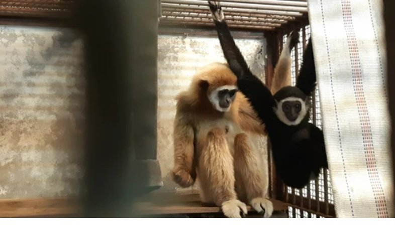 [서울=뉴시스] 수컷들과 격리된 공간에서 임신과 출산을 한 모모(왼쪽)과 모모가 낳은 새끼(오른쪽). 모모가 살고 있는 구주쿠시마 동물원은 같은 긴팔원숭이인 '이토'가 지름이 1㎝ 남짓인 숨구멍을 통해 짝짓기를 시도했을 것이라는 추측을 내놓았다 (사진출처: 구주쿠시마 동물원) 2023.02.03. *재판매 및 DB 금지