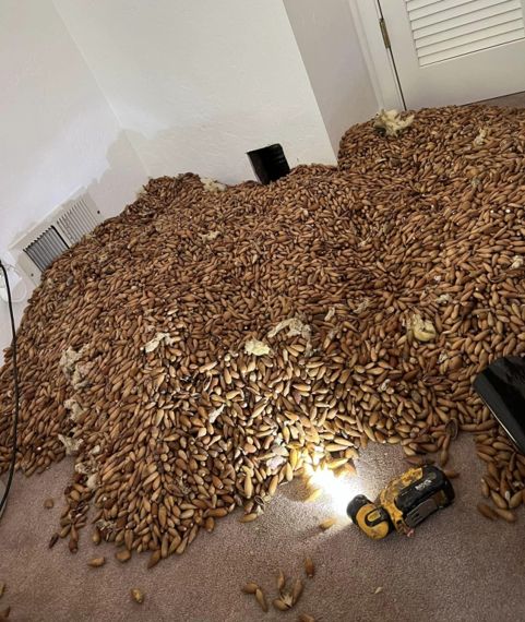 미국 캘리포니아의 한 주택 벽 안에서 도토리 317kg이 발견됐다. 사진=페이스북