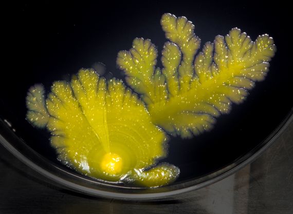 호주 연구진이 바다속 미생물 중 '스핑고모나드'가 광합성이 아닌 수소를 에너지로 사용해 살아간다는 것을 밝혀냈다.