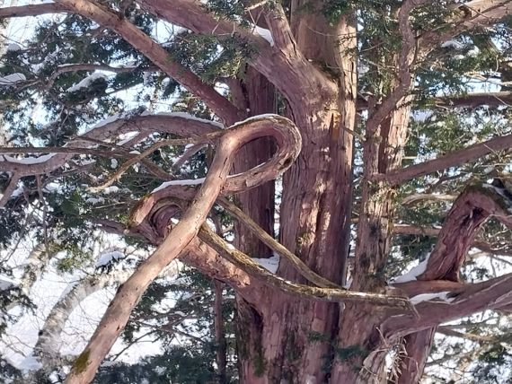 천년주목숲길에 있는 '8자주목'의 가지가 영원과 행운을 상징하는 숫자 '8'을 닮아 있다.