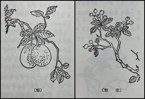 <본초강목>에 그려진 이(梨, 배)와 당리(棠梨, 돌배) 그림.