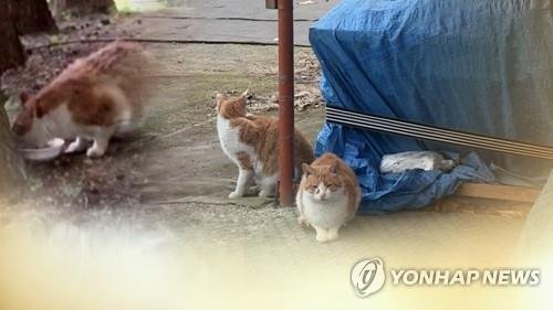 길고양이 중성화사업 (CG) [연합뉴스TV 제공]