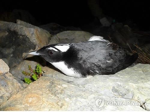뿔쇠오리 [연합뉴스 자료사진]