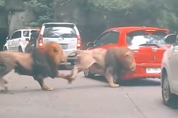 인도네시아 유명 동물원 타만 사파리에서 한 수사자가 쫓아오는 수사자를 피해 도망가다 관광객 승용차에 부딪히고 있다. 출처=인스타그램 youkopi107 게시물 캡처