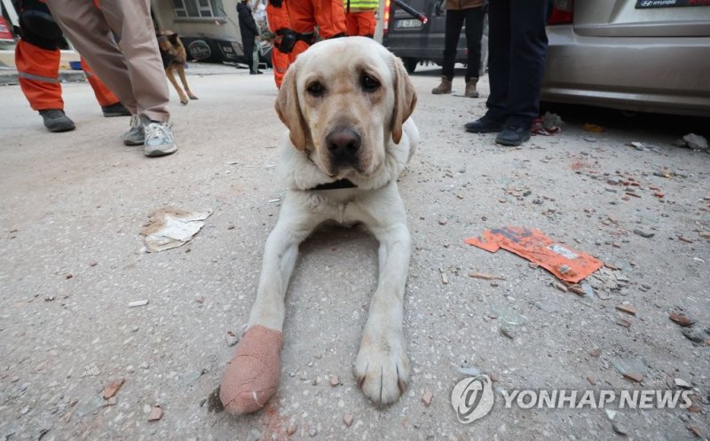 지진 속 숨은 영웅 '한국 구조견들' 붕대 투혼에 튀르키예도 감동 받았다