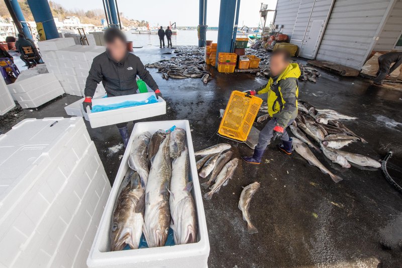 고성군 대진항에 현대화된 산지 위판장이 조성된다. 사진은 대진항 항구 모습. 연합뉴스