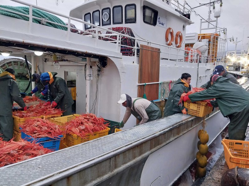 지금 경북 울진에 가면 속이 꽉 찬 대게를 맛볼 수 있다. 사진부 붉은대게를 하역하는 어부들. 사진=이환주 기자