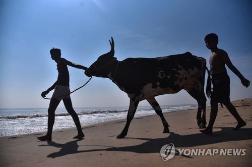 인도 첸나이에서 소를 끌고 가는 주민. (기사 내용과는 상관없음) [EPA 연합뉴스 자료사진. 재판매 및 DB 금지]