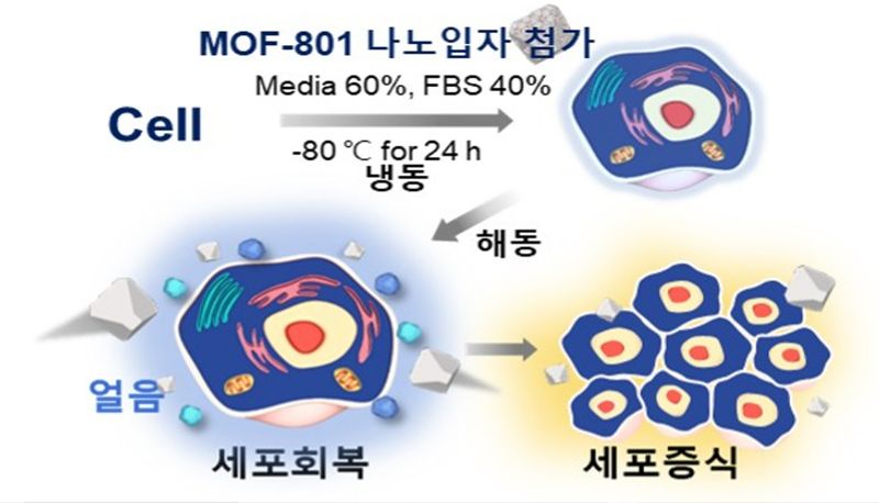 광주과학기술원(GIST) 신소재공학부 이은지 교수팀이 세포를 얼렸다가 녹여도 얼음으로 인해 손상되지 않도록 하는 동결보존제를 개발했다. 사진은 동결보존제가 세포 손상을 막고 해동후 증식하는 원리를 설명하고 있다. GIST 제공