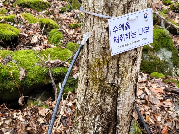 북부지방산림청, 고로쇠수액 채취현장 집중 점검