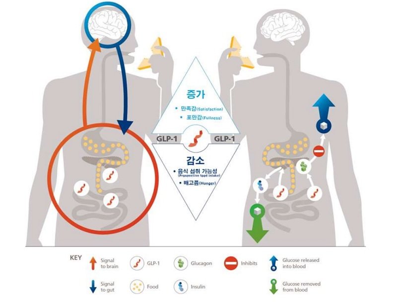 glp 1 역할 체중 22% 감소…'주1회 주사' 비만약 연내 맞을수 있나