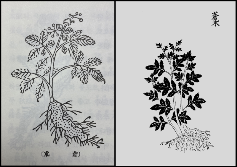 <본초강목, 1596년>에 그려진 창출(蒼朮)과 <야채박록, 1622년>에 그려진 창출 그림