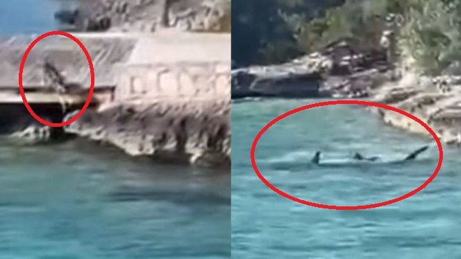 왼쪽은 바닷물에 뛰어들고 있는 개, 오른쪽은 거대한 귀상어 - 유튜브 갈무리 /사진=뉴스1