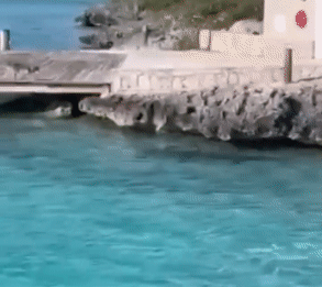 바닷속에 나타난 귀상어를 향해 주저없이 뛰어드는 개. /영상=CNN 유튜브