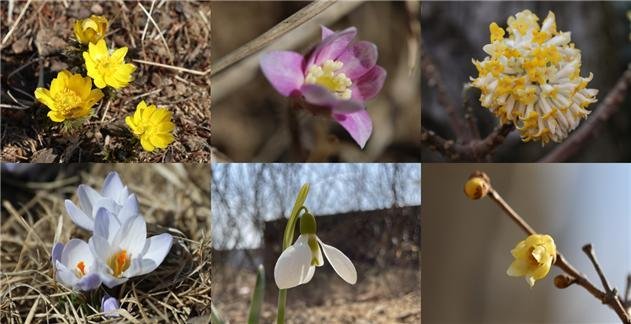 국립세종수목원 봄꽃 개화…세복수초·노루귀 등 6종 꽃망울 
