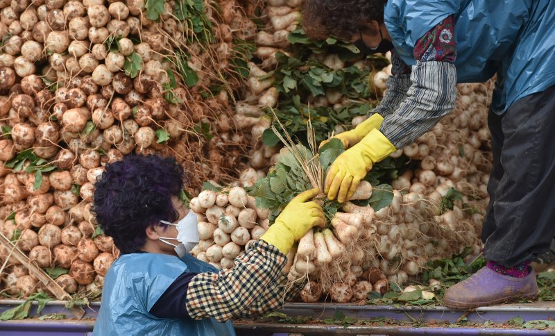 [대구=뉴시스] 대구 북구 매천동 대구농수산물도매시장에서 상인들이 산지에서 싣고 온 알타리무를 옮기고 있다. 뉴시스DB. 2023.02.27. photo@newsis.com /사진=뉴시스