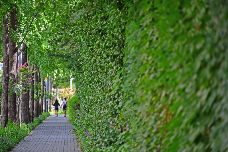 서울시, 연말까지 가로숲길 10만㎡ 조성...미세먼지 저감 효과