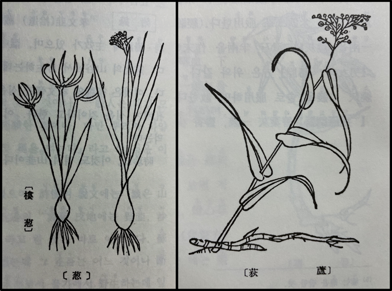 <본초강목>에 그려져 있는 총(葱, 파)와 노적(蘆荻, 갈대)