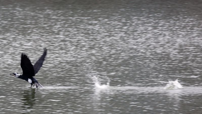 [네모이야기]봄, 날아오르다