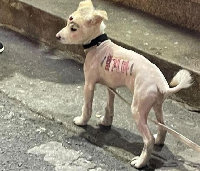 "개 몸통에 뭐라고 써 있는 거야?" 경북 경산 동물학대 사건