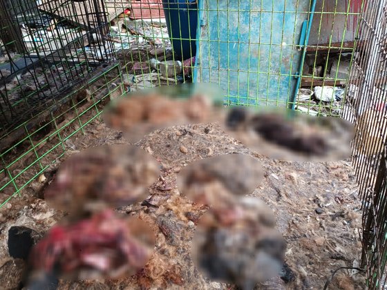 경기도 양평군 용문면 한 주택에서 개 수백 마리를 굶겨 죽이는 사건이 일어나 경찰이 수사에 나섰다. /동물권단체 케어 제공 /사진=뉴스1