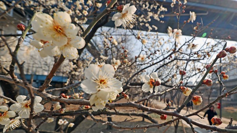 절기상 경칩인 6일 서울 성동구 청계천 산책로에 매화가 피어있다. 사진=서동일 기자