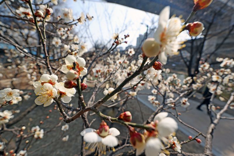 절기상 경칩인 6일 서울 성동구 청계천 산책로에 매화가 피어있다. 사진=서동일 기자