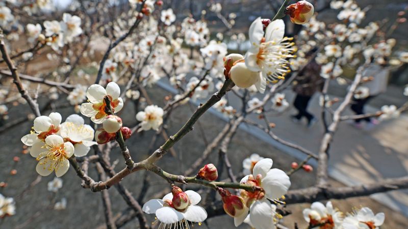 절기상 경칩인 6일 서울 성동구 청계천 산책로에 매화가 피어있다. 사진=서동일 기자