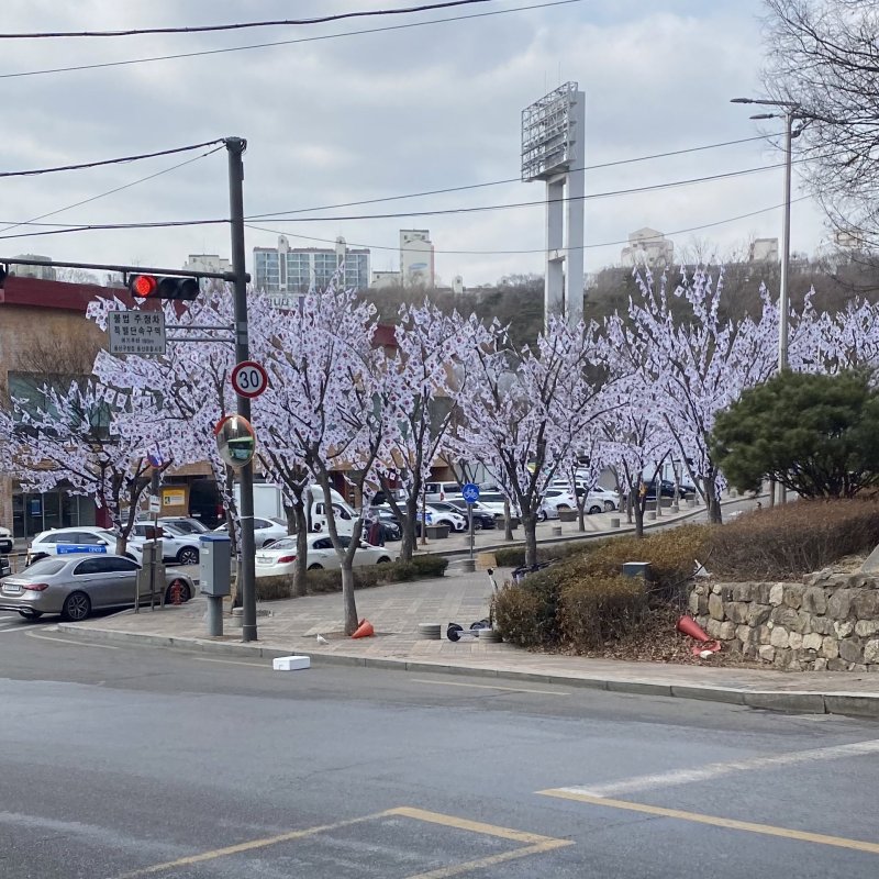 A씨가 만개한 벚꽃나무로 착각한 '태극기 나무'를 멀리서 본 모습. (온라인 커뮤니티 갈무리) /사진=뉴스1